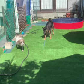 はじけた！の画像