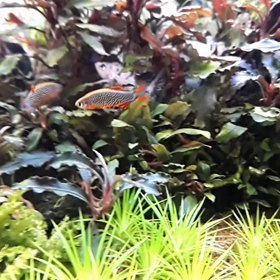 縄張り争いの画像