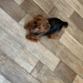 喧嘩始まるの画像