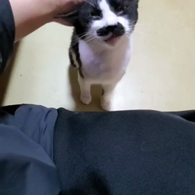 リンちゃん、ハッスルの画像