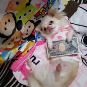 祝、愛犬の画像