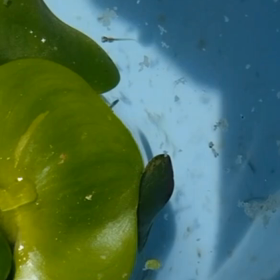 思うがまま(^◇^;)の画像