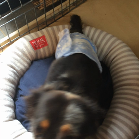 抗ガン剤から半月で。の画像