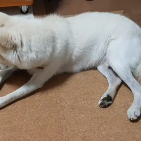 今日のシロくん 2の画像