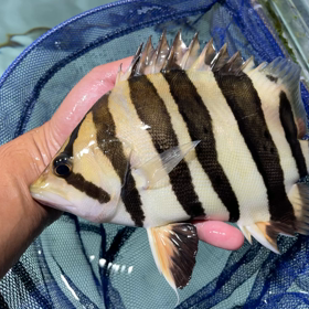 ハイボディ！ハイイエローご成約！！の画像