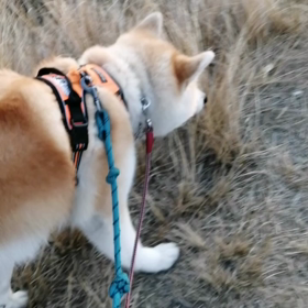 今朝は気分を変えて安部川河川敷散歩。他のワンちゃんがいたりでノーリードのドッグラン状態はほんのの画像