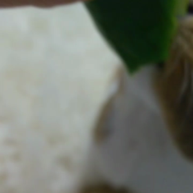 ピーマン食するドアップ画❤️の画像