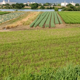 いつもの散歩道➰の画像