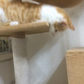 アスラン13日にトライアル決定の画像