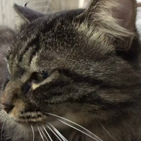 お疲れの方におすすめ〜癒し系もんたの画像