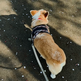 今日の FOR YOU届きましたの画像