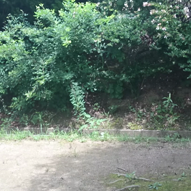 ハグロトンボの家、休憩に借りてます。の画像