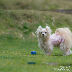 わんちゃんのお口の臭い、気になりませんか？の画像