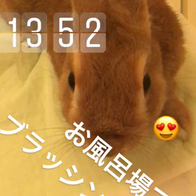 換毛期〜とアレルギーの画像