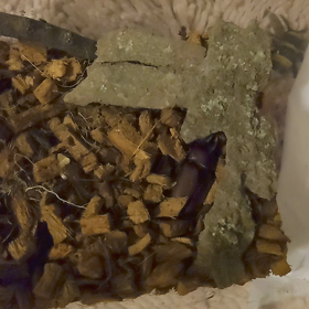 フチ子くん番外編の画像