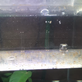 アンチェスター稚魚の画像