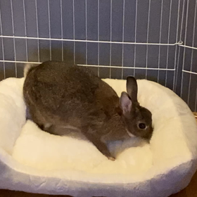 フニちゃんのクリスマスプレゼントの画像