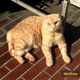 お星様になりましたの画像