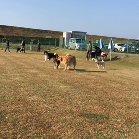 連日のドッグランの画像