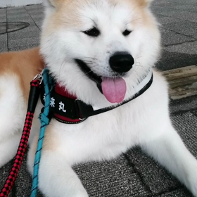梅雨の切れ間の良い天気☀️気分を変えて少し違う道。未来丸もイヤイヤダラダラでも匂いかぎ全開で楽しの画像