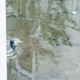 カワウの羽ばたきの画像