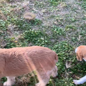 11月16日13わんこと2時間遠足　　代々木公園の画像