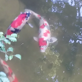 ハーロックの画像