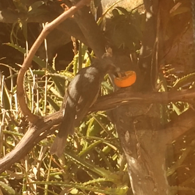 くいしん坊万歳*\(^o^)/*の画像