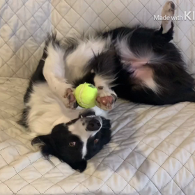 動画編集アプリの画像