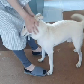 今日のシロくん 2の画像