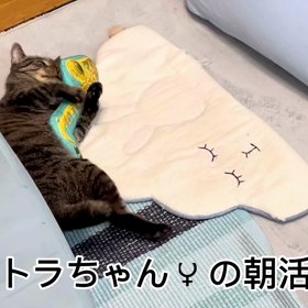 トラちゃん♀の朝活の画像
