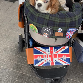 神戸わんわんマルシェの画像