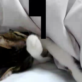 きょうのにゃんこの画像