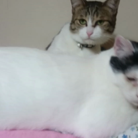 あなたも好きね～の画像