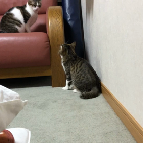 猫ハゲの訳…アレルギー療法食にチャレンジ中。早く大人になってにゃ。の画像