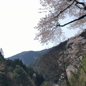 桜と川が気持ちを穏やかにしてくれるの画像