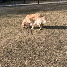 お散歩 連れて行ってよಠ_ಠ②の画像