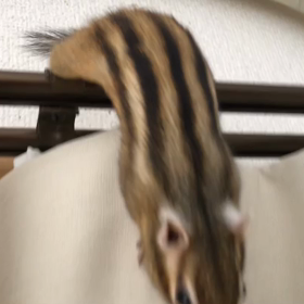 やぁ〜！   ももたろですの画像