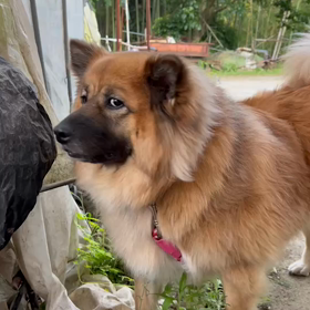 お花大好きマロさんの画像