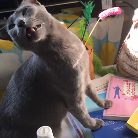 花粉症ネコの画像