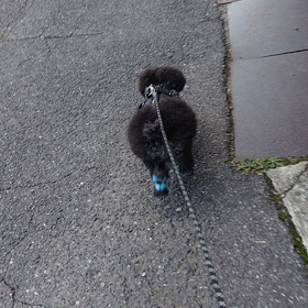 歩けるようになったよーの画像