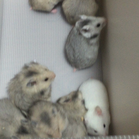 懐かしの♪の画像