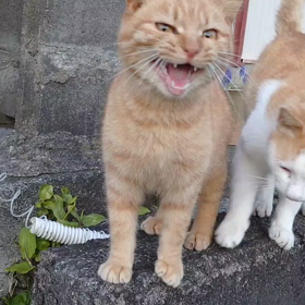 ペットの愛おしい瞬間の画像