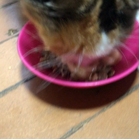 チャーミー食欲スイッチＯNの画像