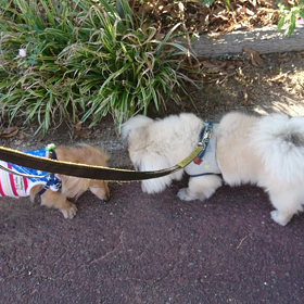 仲良くお散歩♪の画像