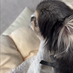 べるの咳の画像