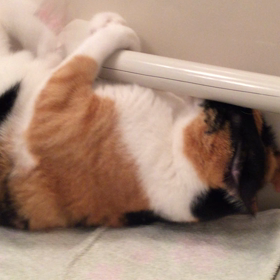 ケリケリケリー。の画像