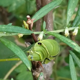 虫苦手さん注意⚠️の画像