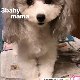 パティbaby❤︎ブラックちゃんの画像