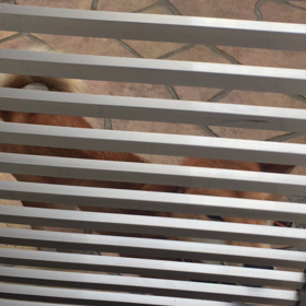 ころちゃんとあんちゃんの画像